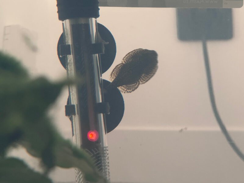 Don de 6 poissons et 2 crevettes