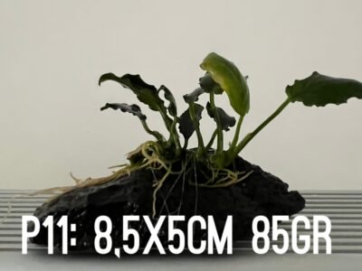 1 plante Anubias Nana Kirin sur black lava P11 8,5x5cm 85gr idéal bac crevettes poissons aquarium