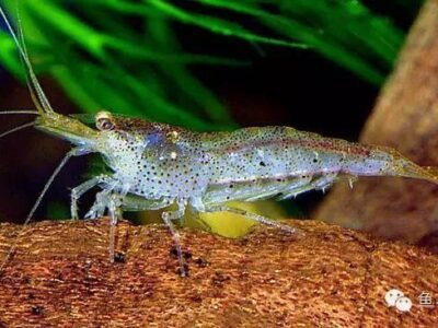 Crevettes Mini Japonica