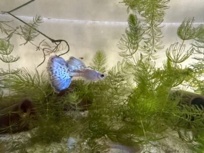 Guppy Blue Grass