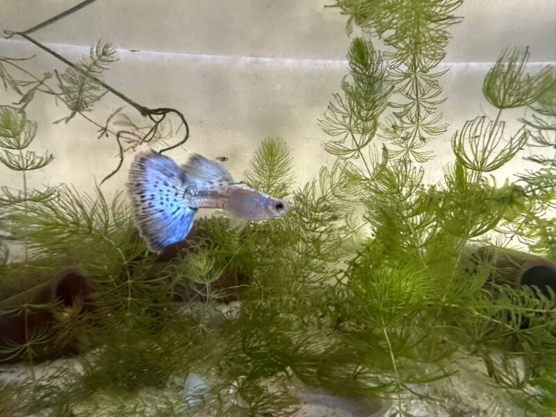Guppy Blue Grass