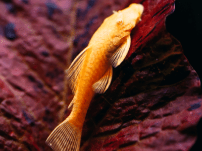 Ancistrus Gold ou Black