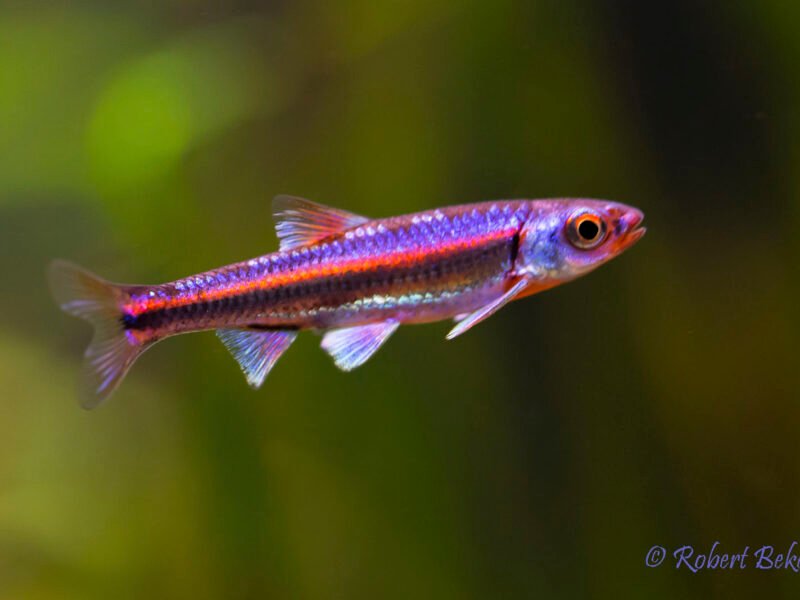 Groupe 8 Notropis chrosomus