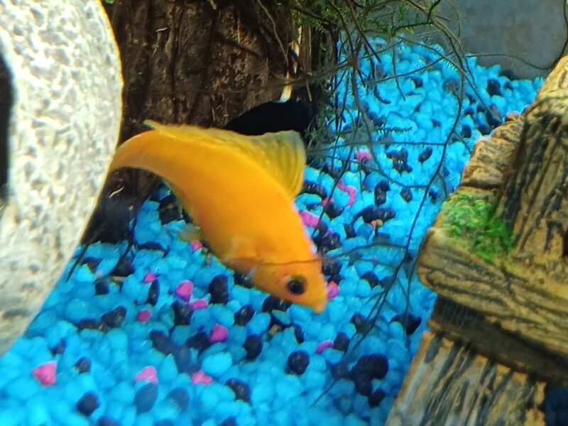 Donne 3 mollys mâles