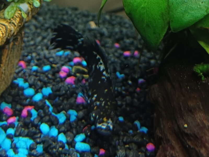 Donne 3 mollys mâles