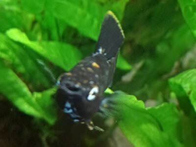 Donne 3 mollys mâles