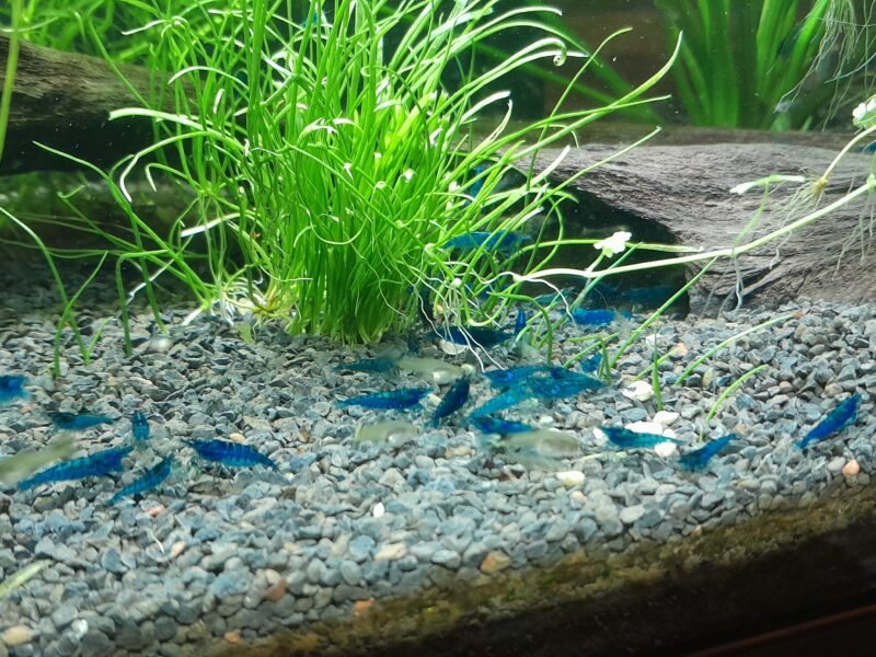 Crevettes Blue Velvet