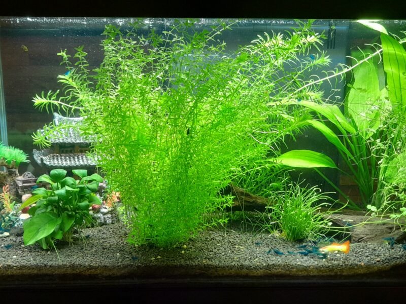 Crevettes Blue Velvet