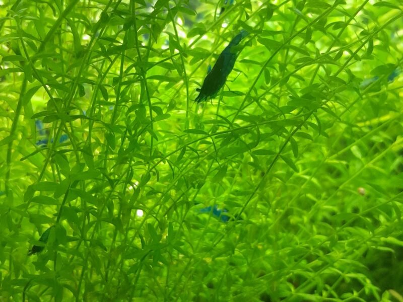 Crevettes Blue Velvet