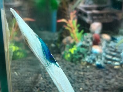 Crevettes Blue Velvet