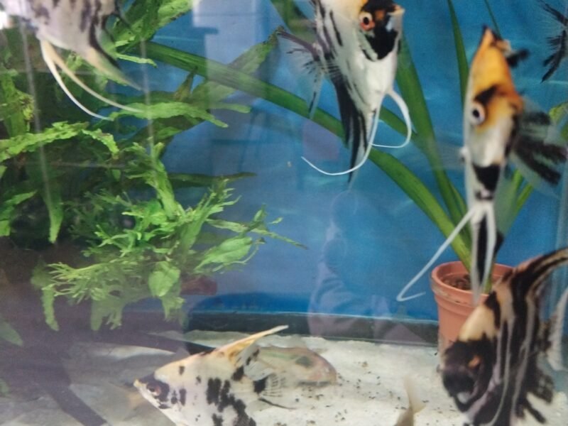 Poissons élevés chez moi.