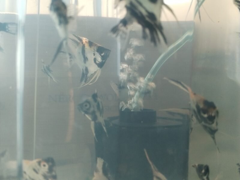 Poissons élevés chez moi.