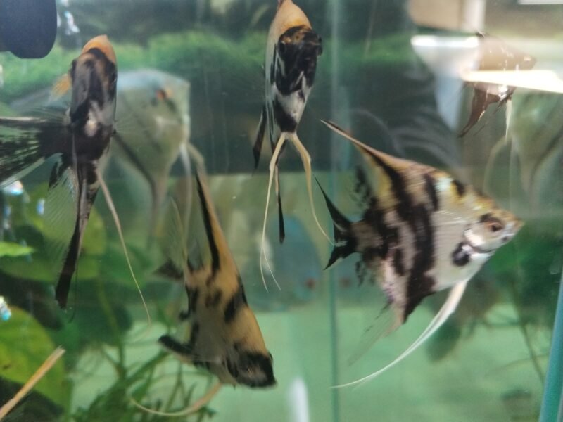 Poissons élevés chez moi.