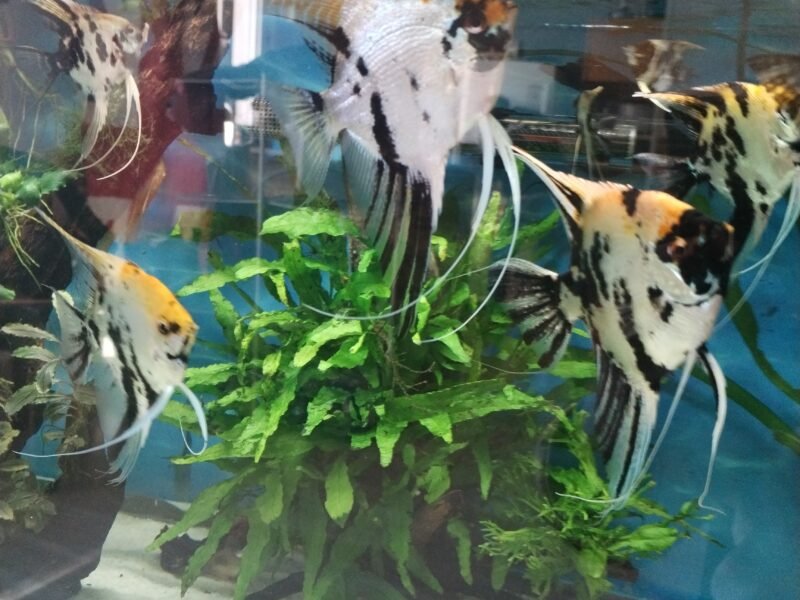 Poissons élevés chez moi.