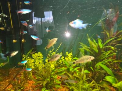 Donne 3 Crossocheilus reticulatus (suceur réticulé) - Cyprinidae d'Asie du Sud-Est