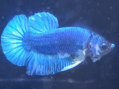 Betta plakat halfmoon males femelles