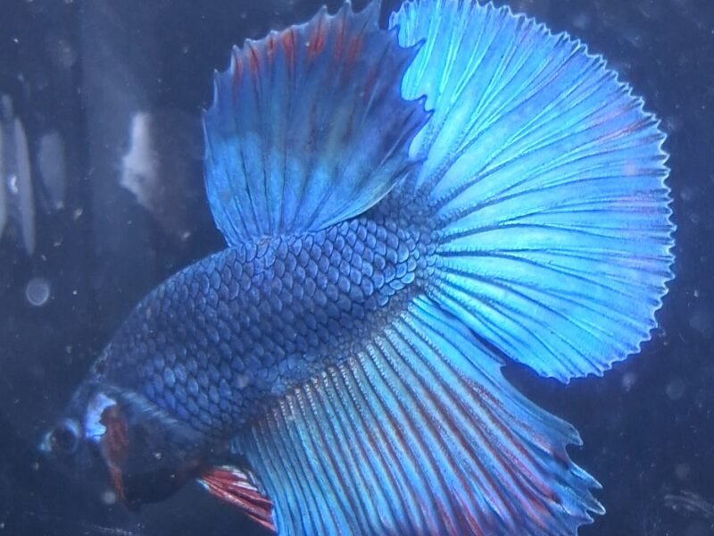 Betta plakat halfmoon males femelles