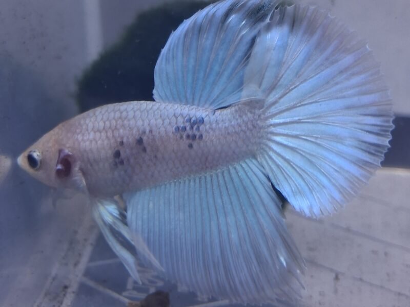 Betta plakat halfmoon males femelles