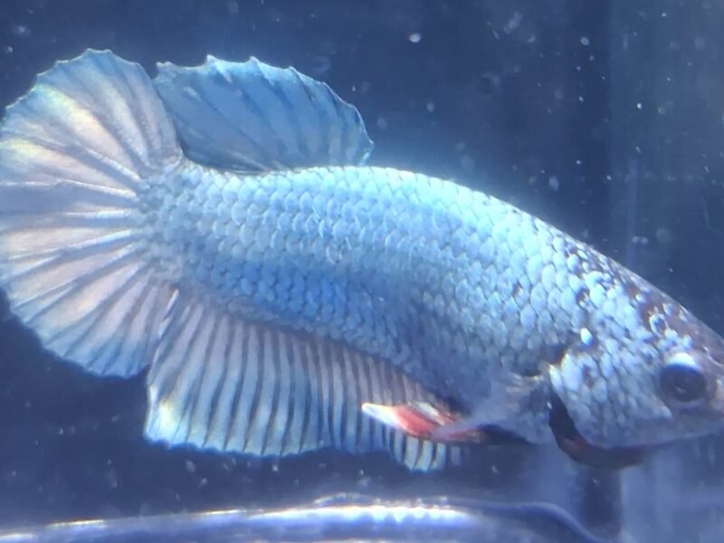 Betta plakat halfmoon males femelles