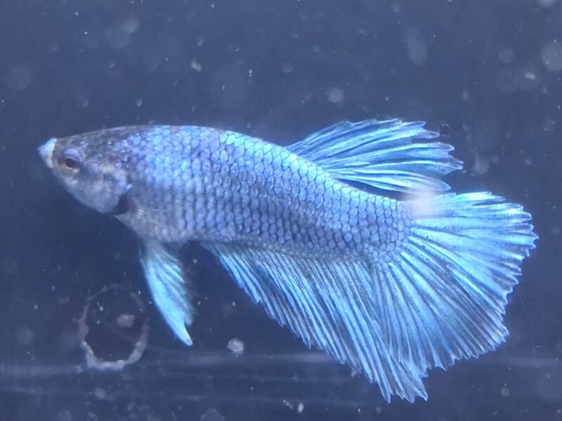 Betta plakat halfmoon males femelles