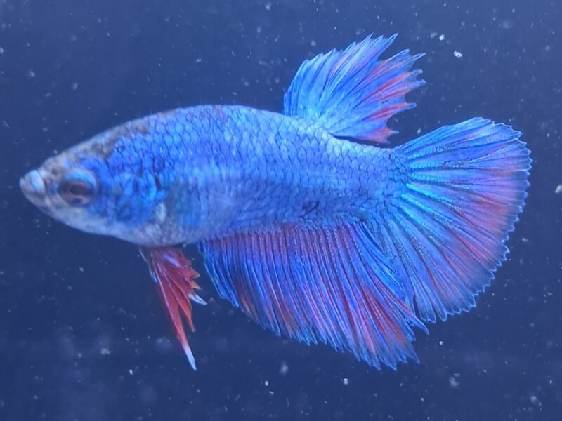 Betta plakat halfmoon males femelles