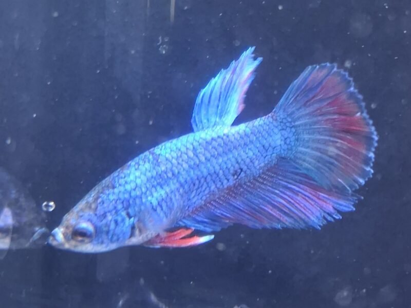 Betta plakat halfmoon males femelles
