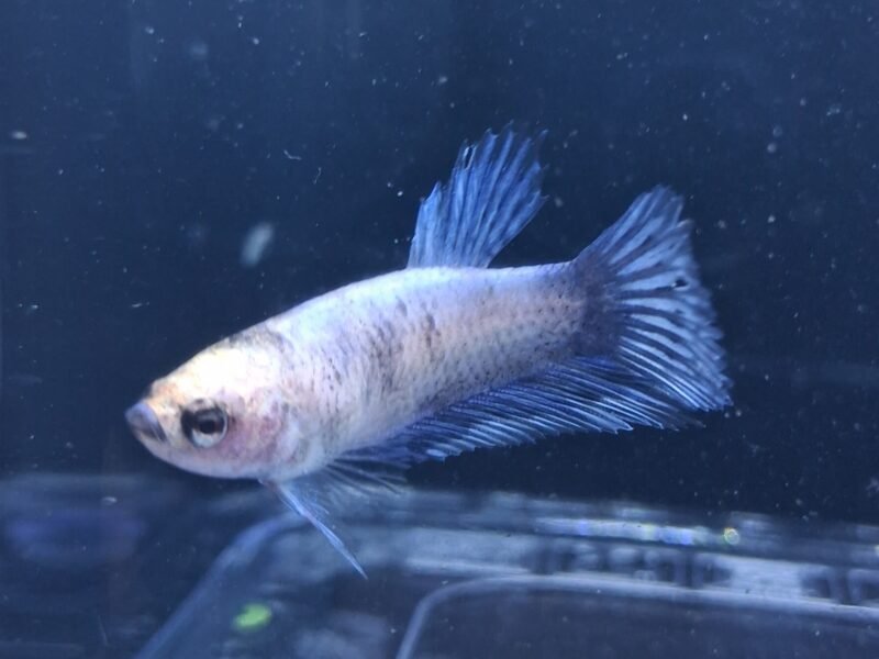 Betta plakat halfmoon males femelles