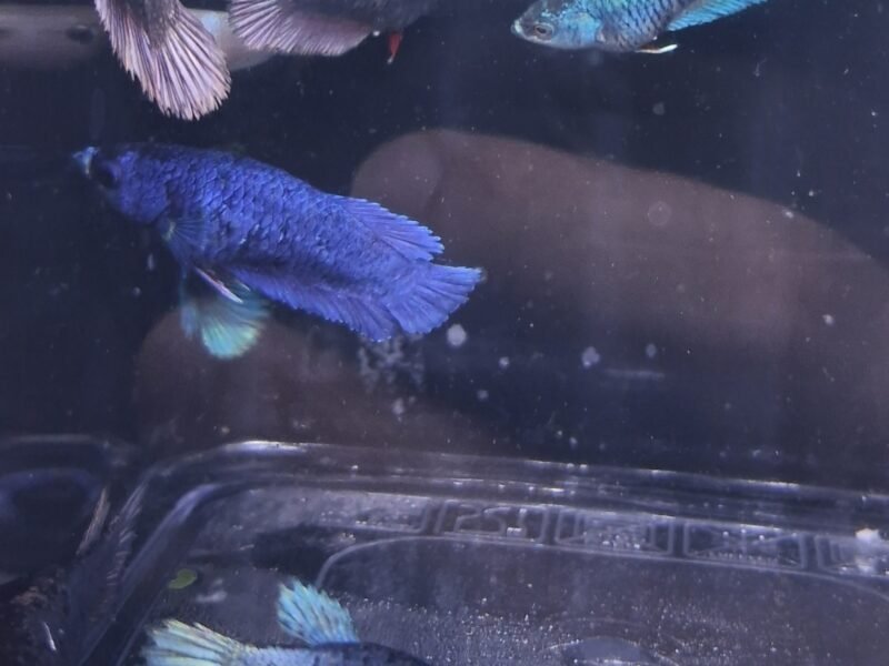Betta plakat halfmoon males femelles