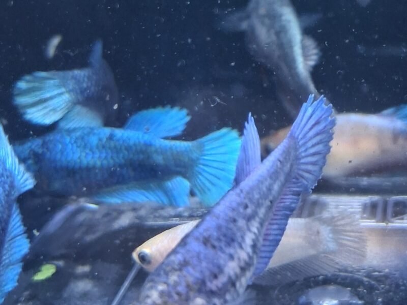 Betta plakat halfmoon males femelles