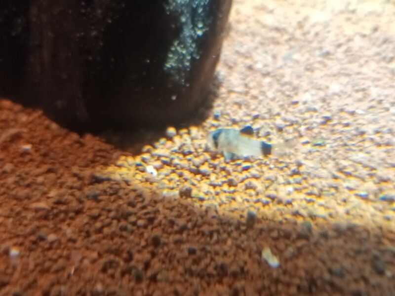 Donne 2 corydoras Panda