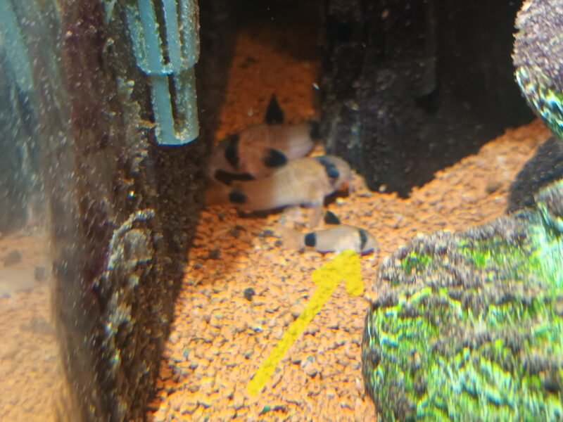 Donne 2 corydoras Panda