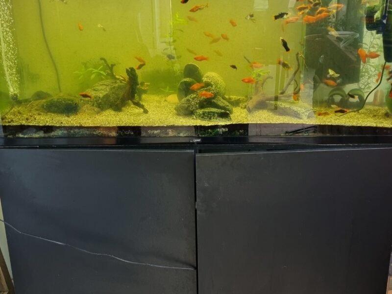 Aquarium 290 L