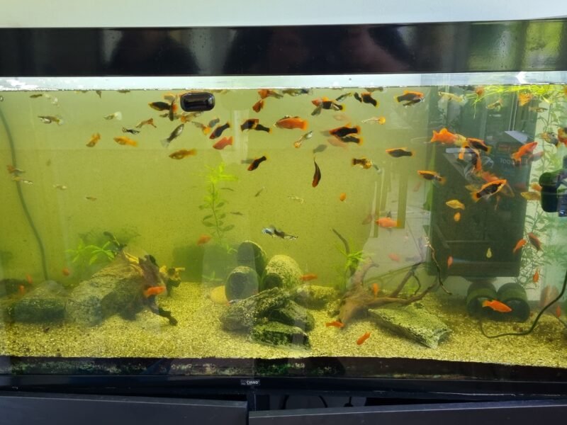 Aquarium 290 L