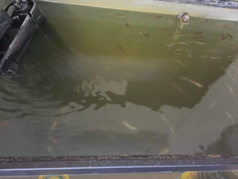 don d'environ une cinquantaine de Guppy contre bon soin