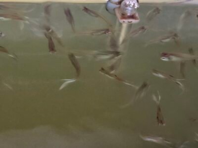 don d'environ une cinquantaine de Guppy contre bon soin