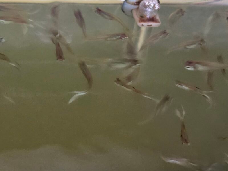 don d'environ une cinquantaine de Guppy contre bon soin