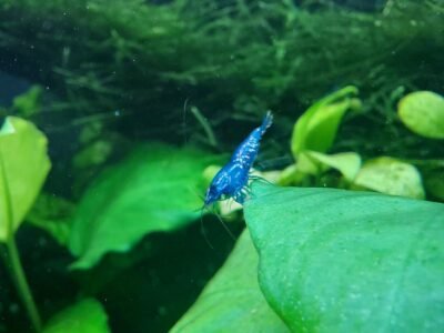Neocaradina Blue Velvet