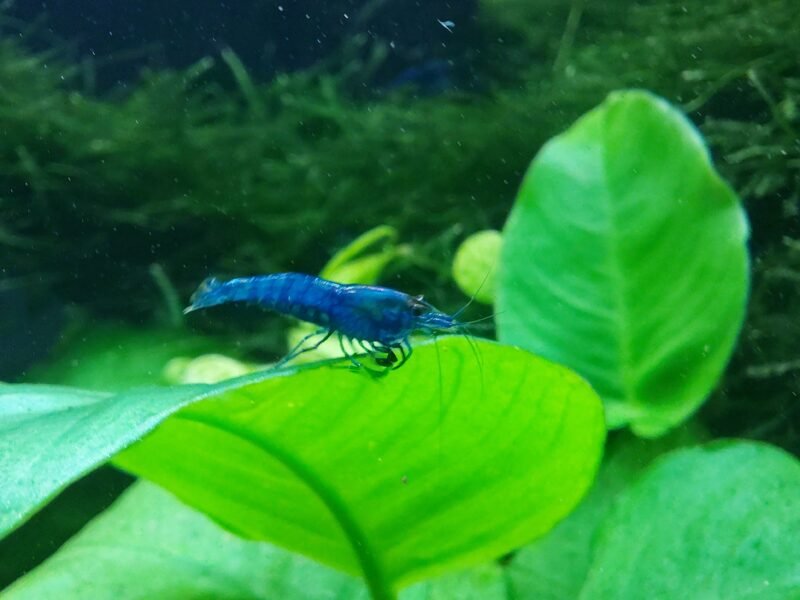 Neocaradina Blue Velvet