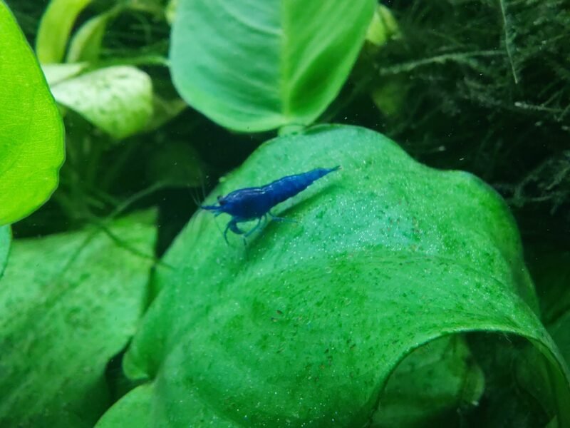 Neocaradina Blue Velvet