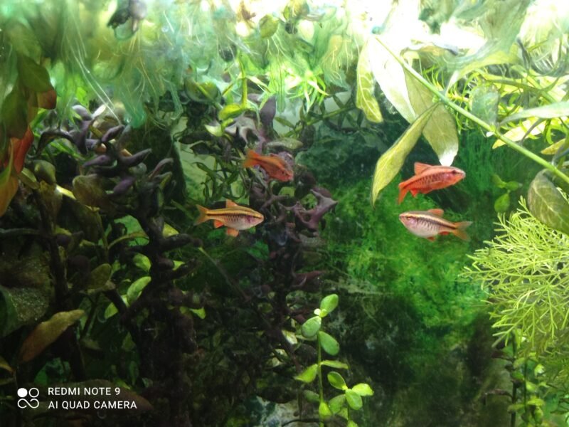 Donne 6 barbus cerise