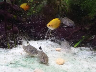 Donne 8 corydoras julii