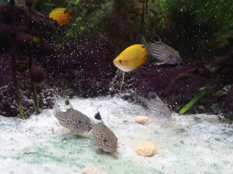 Donne 8 corydoras julii
