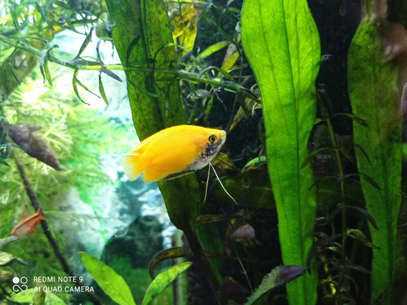 Donne Gouramis miel