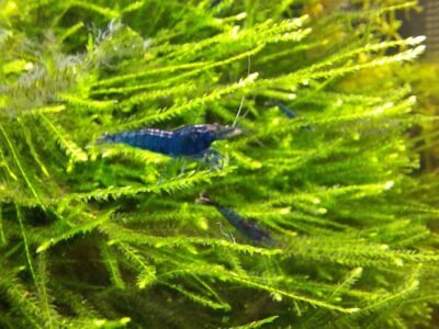 Neocaradina Blue Velvet