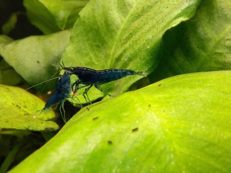 Neocaradina Blue Velvet