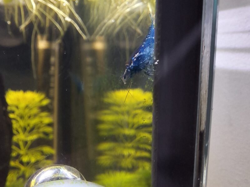 Neocaradina Blue Velvet