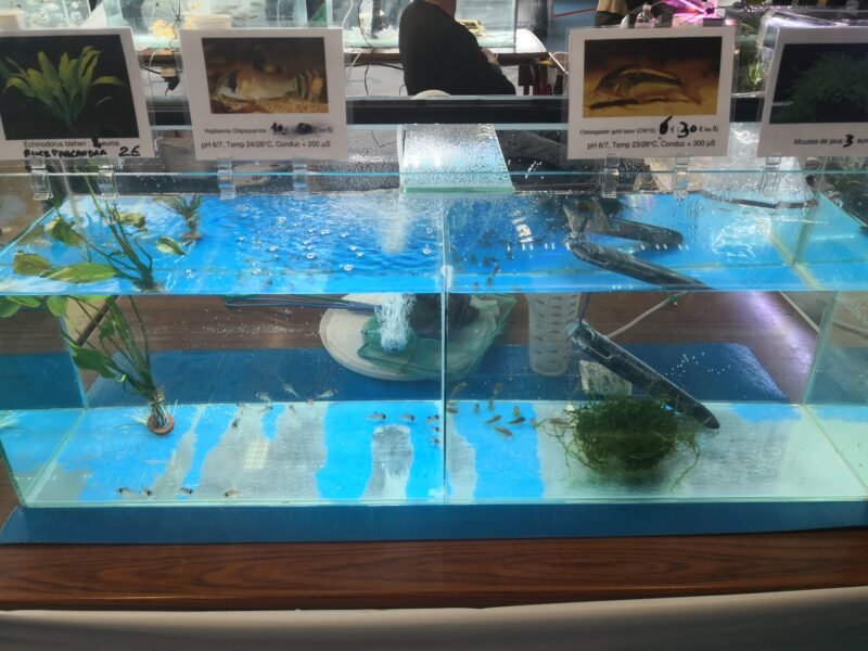 Hoplisoma oiapoquensis et CW10