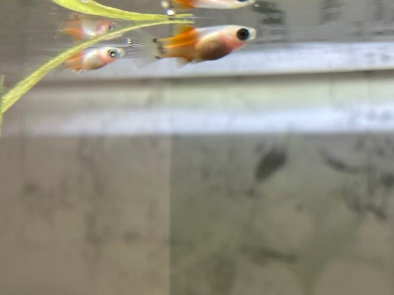 Alevin Platy 1/2 mois