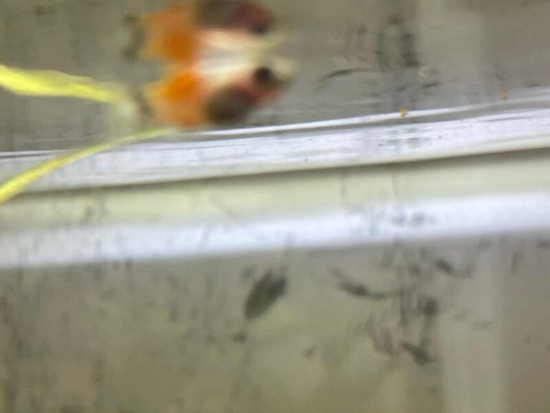 Alevin Platy 1/2 mois