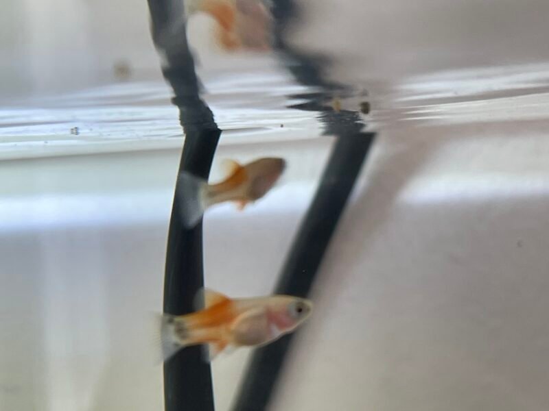 Alevin Platy 1/2 mois